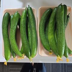 決まりました    朝採りきゅうりの画像