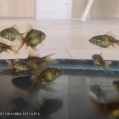 ブラックドラゴン　金魚稚魚　10匹＋αの画像