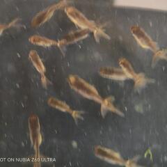 ブラックドラゴン　金魚稚魚　10匹＋αの画像