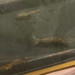 天然素材シリーズ‼️ヌマエビですの画像