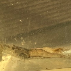 天然素材シリーズ‼️ヌマエビですの画像