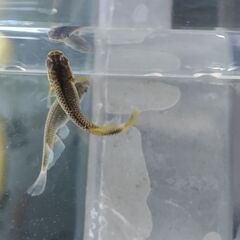 メダカの画像