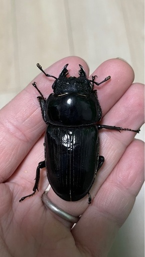 能勢SRオオクワガタ80UP3頭