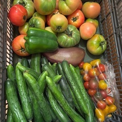 朝一収穫🥒と🫑と🍆と傷物🍅必ず商品説明をお読み下さい