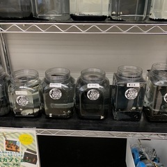 追記　宇部新鮮館厚南店　メダカ　めだかの画像