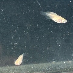 アルビノメダカ、幼魚半ダルマ3匹の画像