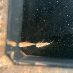 アルビノメダカ、幼魚半ダルマ3匹の画像