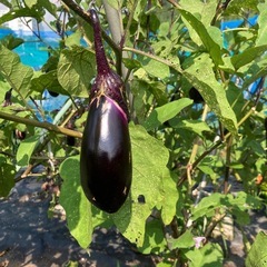 農薬不使用の夏野菜の画像