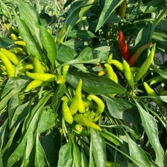 農薬不使用の夏野菜の画像