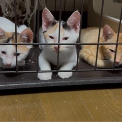 三毛猫（4匹）茶寅（1匹）サビ（1匹）