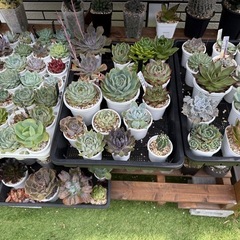 エケベリア　品種多数