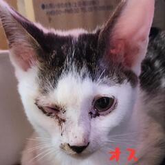 8月28日追記。生後3～4ヶ月の子猫たち