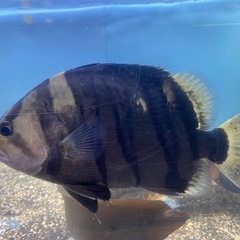 ダトニオプラスワン　30センチの画像