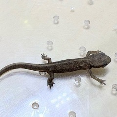 アカハライモリ　2025CBの画像