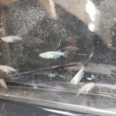 蒼穹［そうきゅう］ メダカの画像