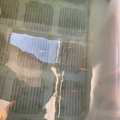 メダカの稚魚300円の画像