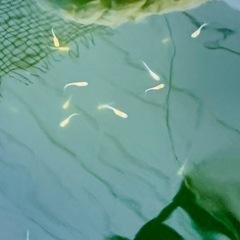 メダカの稚魚300円の画像
