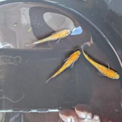 メダカ：王華1ペア＋1匹の画像