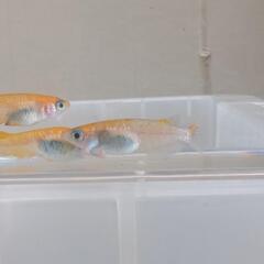 メダカ：王華1ペア＋1匹の画像