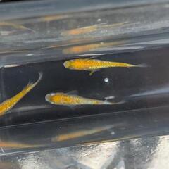 メダカ：王華1ペア＋1匹の画像