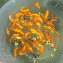 らんちゅう　金魚の画像