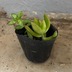 ランキングキーワードに紐づく投稿画像-多肉植物