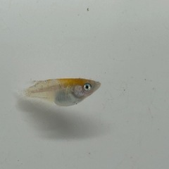 高級メダカ　三色ラメ【ダルマ】の画像