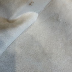 ニトリ　ラグの画像