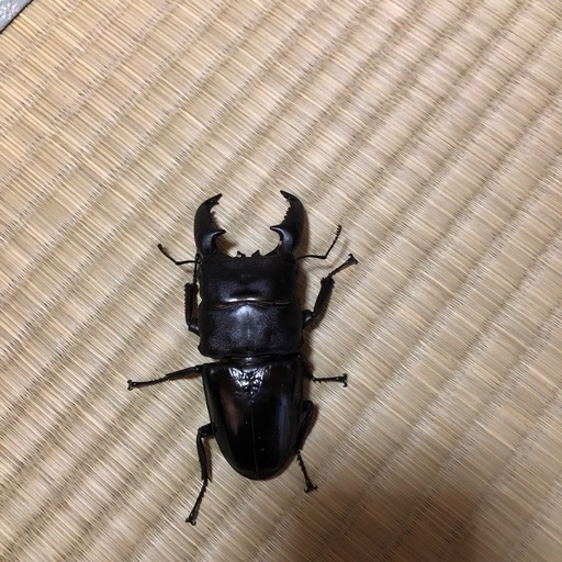 配送可値下げしましたペアスマトラオオヒラタオス102ミリハーキュリー血統