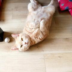 アメショー仲良し２匹の里親募集 - 猫