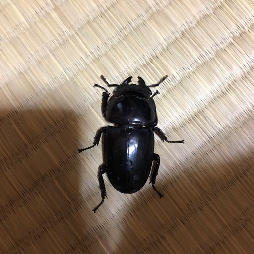 配送可値下げしましたペアスマトラオオヒラタオス102ミリハーキュリー血統