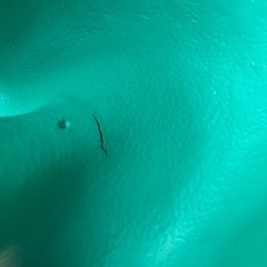 バンボの画像