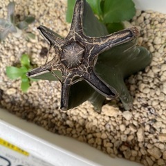 柱サボテンの画像
