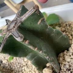 柱サボテンの画像