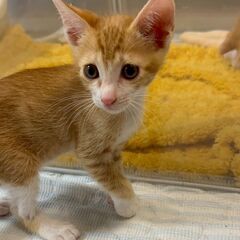 元気いっぱいちゃとらのミー君😺８月１６日赤煉瓦の譲渡会に参加します！