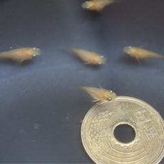 ダルマメダカ　6匹　今シーズン最後かもの画像