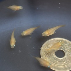 ダルマメダカ　6匹　今シーズン最後かもの画像