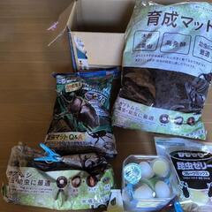 カブトムシ クワガタ 昆虫 飼育の画像