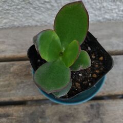観葉植物 / 金のなる木 / 成金草 / 多肉植物の画像
