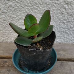 観葉植物 / 金のなる木 / 成金草 / 多肉植物の画像