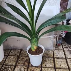 鉢植えクンシラン、４号鉢、２〜３年物の画像
