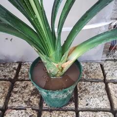 鉢植えクンシラン、4号鉢、２〜３年物。の画像