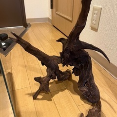 ADA30cmキューブ水槽
　流木4本セットの画像