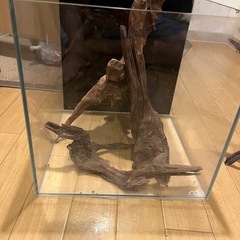 ADA30cmキューブ水槽
　流木4本セットの画像