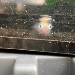 値下げ　ポニョ（出目目前透明鱗）めだか成魚オス2メス3の画像