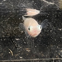 値下げ　ポニョ（出目目前透明鱗）めだか成魚オス2メス3の画像