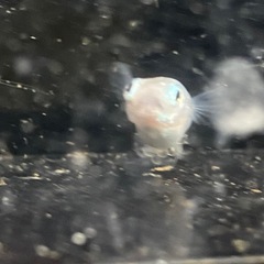 値下げ　ポニョ（出目目前透明鱗）めだか成魚オス2メス3の画像