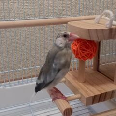 文鳥　性別不明
