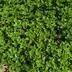 ランキングキーワードに紐づく投稿画像-多肉植物
