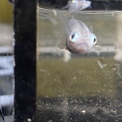 値下げ　ポニョ（出目目前透明鱗）めだか成魚オス2メス3の画像